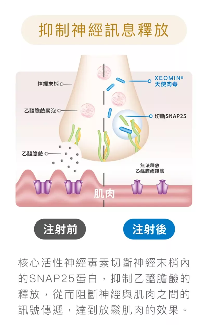 淨優明天使肉毒 XEOMIN 3 淨優明天使肉毒XEOMIN作用機制圖